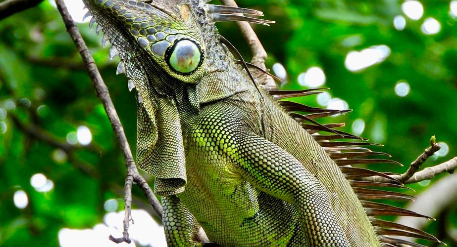 Costa rica stock of gidsbeeld reptiel