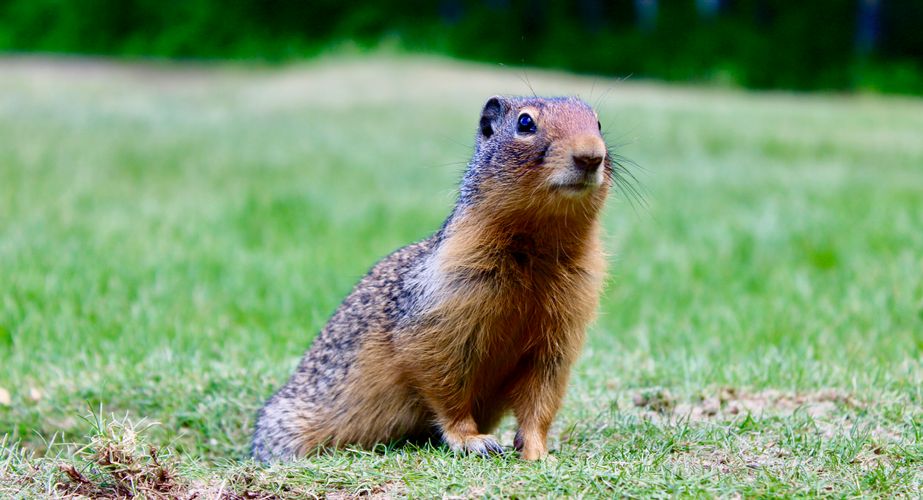 Grondeekhoorntje Grondeekhoorntje