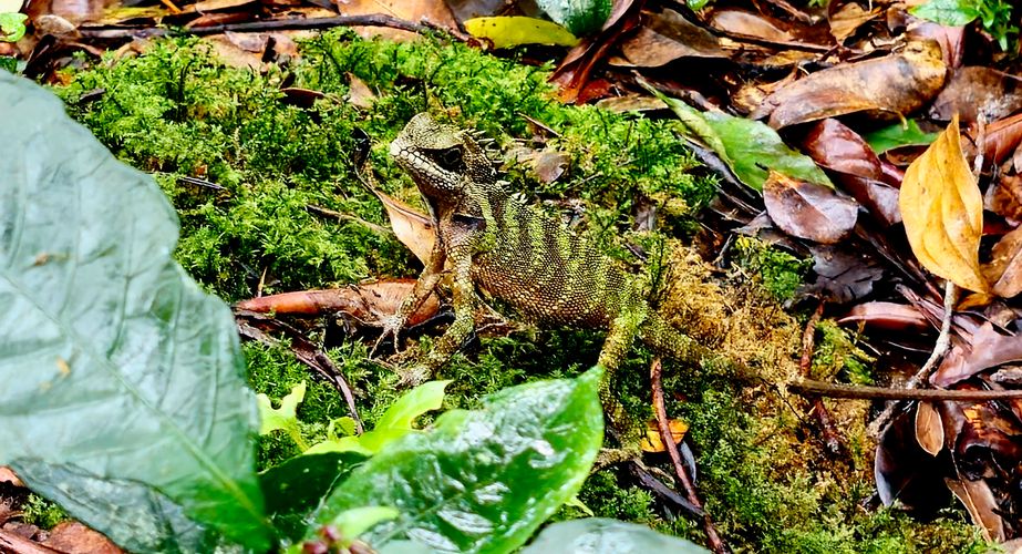 Maleisie11 Maleisie11