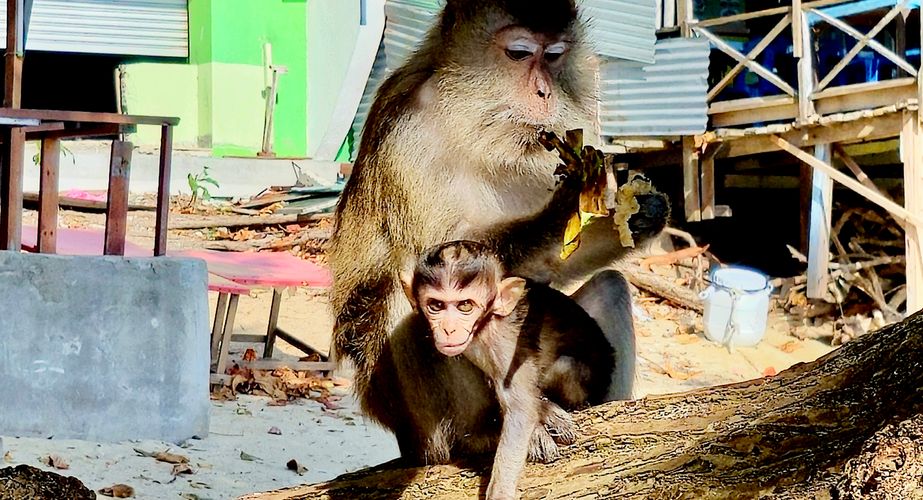 Maleisie17 Maleisie17