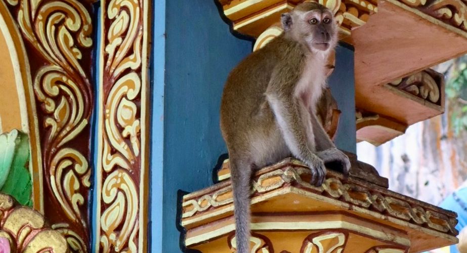 Maleisie31 Maleisie31