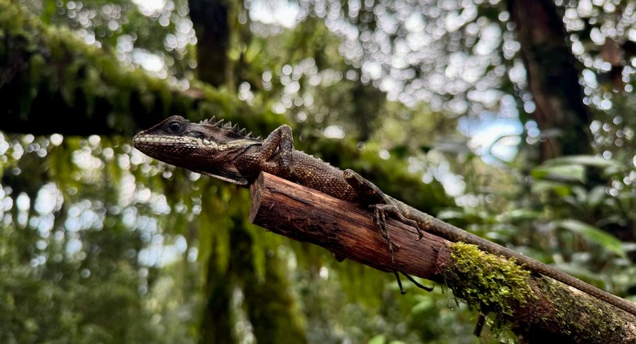 Maleisie36 Maleisie36