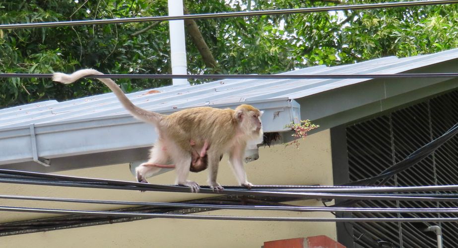 Maleisie48 Maleisie48