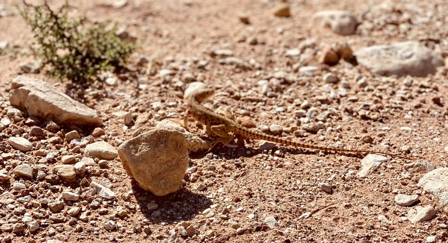 beestje grand tour 2023 1