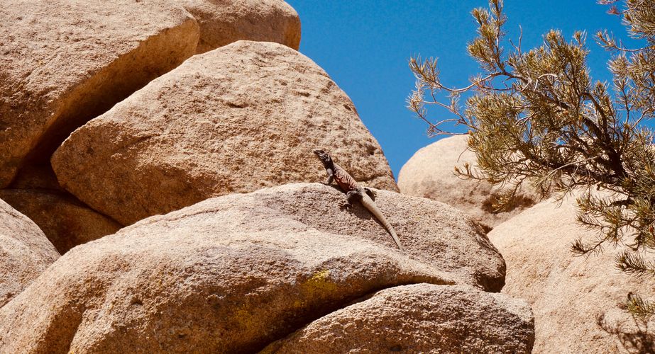 beestje grand tour 2023 12