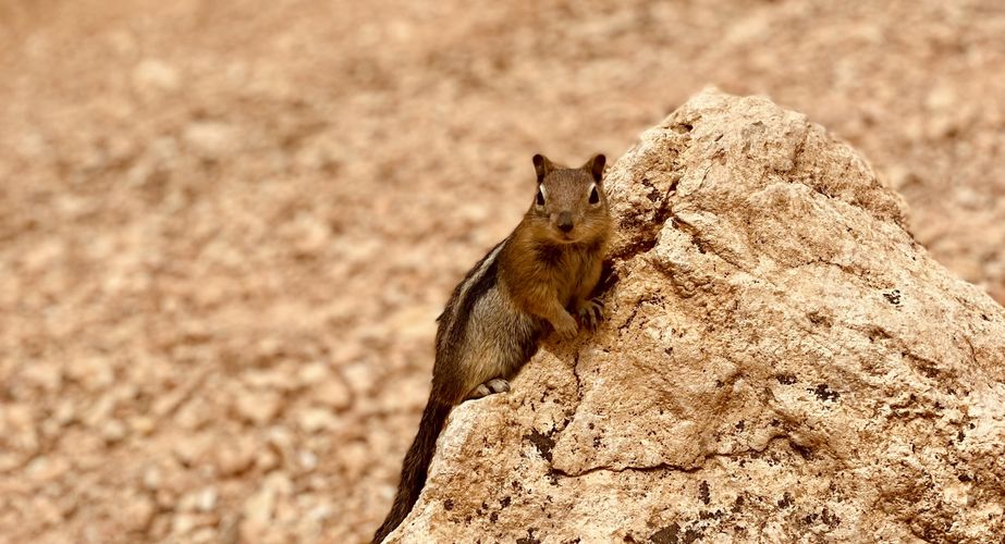 beestje grand tour 2023 2