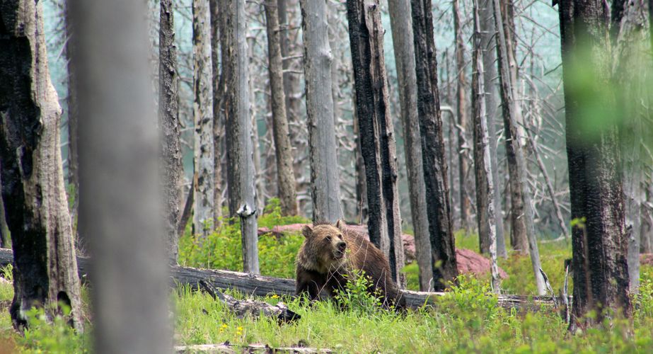 glacier np beer groepsreis natuur vs noordwest usa glacier np beer groepsreis natuur vs noordwest usa