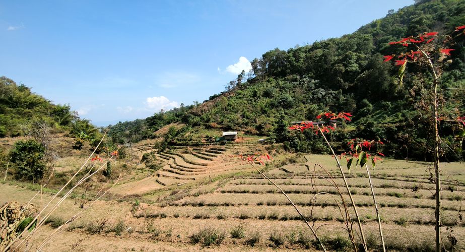jungle trekking thailand gids feb 2024 12 jungle trekking thailand gids feb 2024 12
