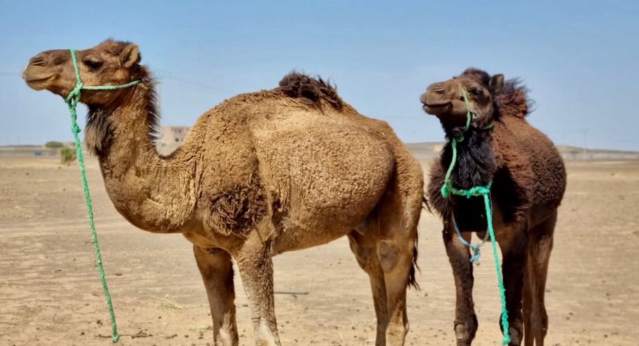 kameel rit merzouga woestijn marokko winter groepsreis mei 2022 10 kameel rit merzouga woestijn marokko winter groepsreis mei 2022 10