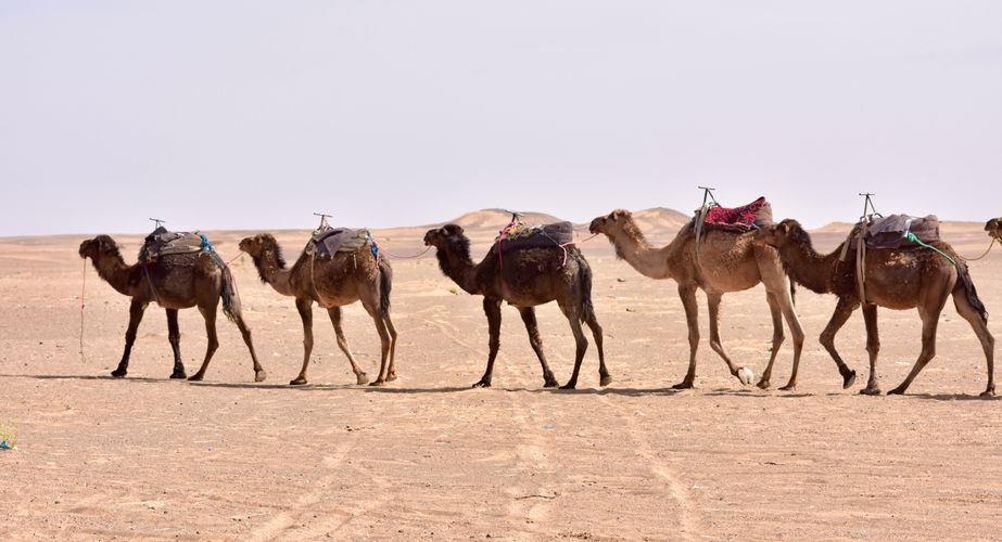 kamelen marokko winter groepsreis mei 2022
