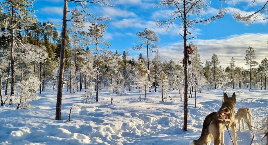 lapland winter 152