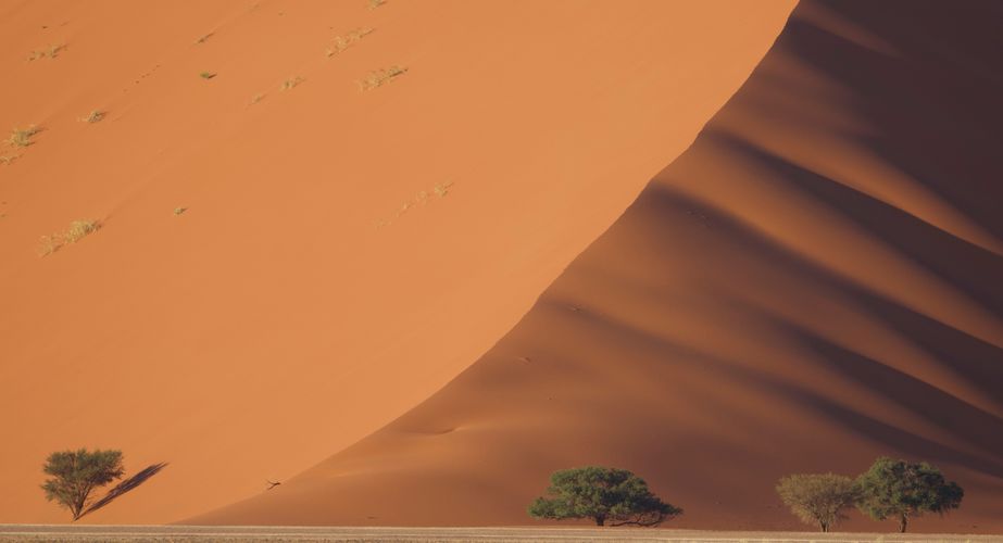 namibie_duin_landschap_bomen_sossusvlei_013