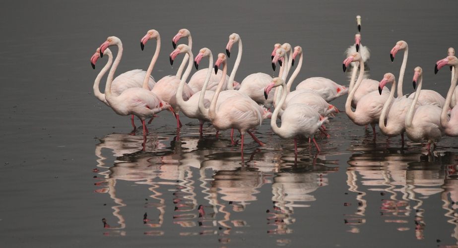 namibie_flamingos_water_wildlife_walvis_baai_026