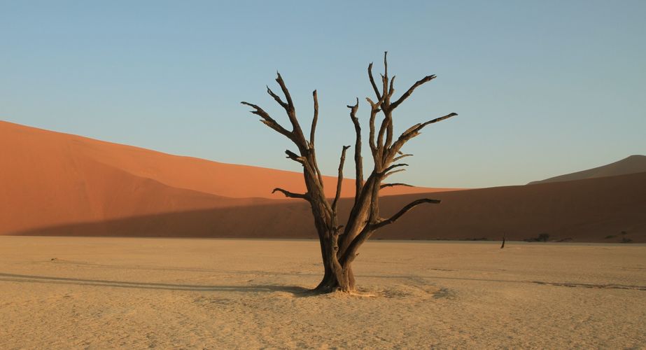 namibie_landschap_woestijn_boom_deadvlei_018