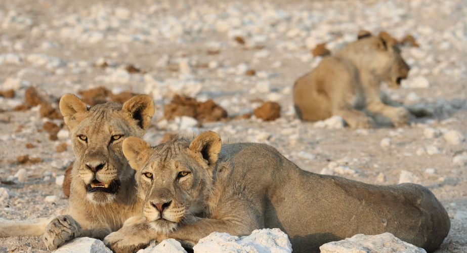 namibie_leeuwen_rusten_wildlife_etosha_029