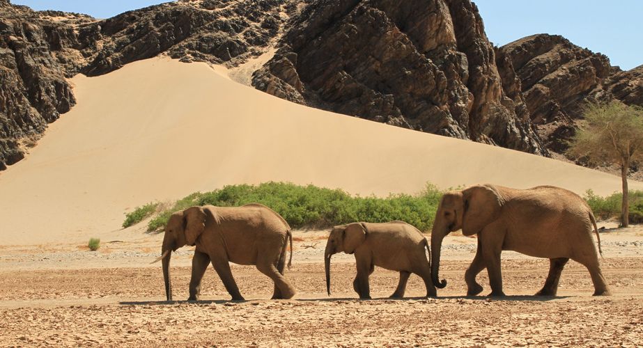 namibie_olifant_kudde_woestijn_damaraland_007