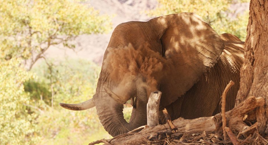 namibie_olifant_stofbad_wildlife_damaraland_022