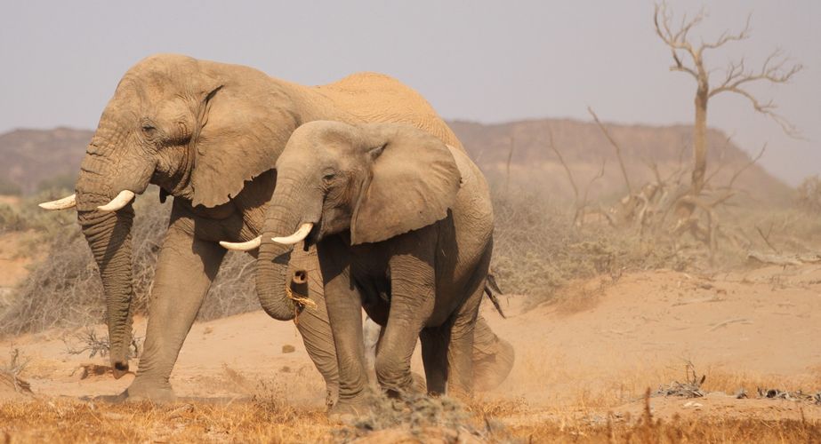namibie_olifanten_lopen_woestijn_namib_woestijn_006