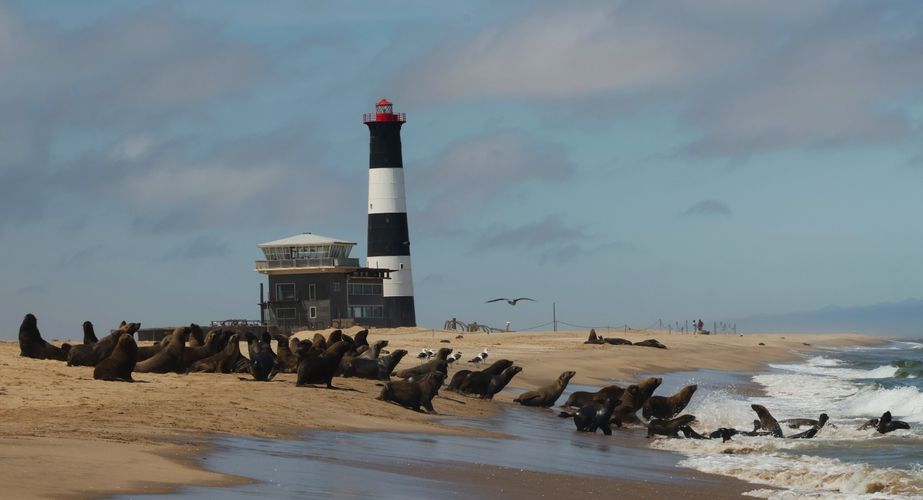 namibie_zeeleeuwen_strand_wildlife_pelican_point_walvisbaai_016