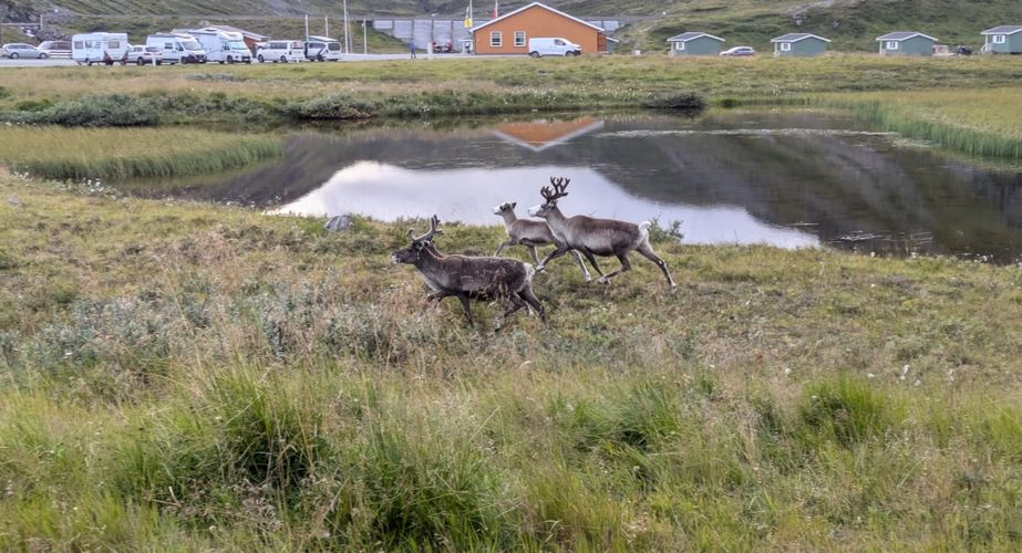 noordkaap_rendier_rennen_natuur_noordkaap_regio_029