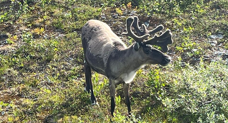 noordkaap_rendier_wildlife_natuur_noordkaap_002