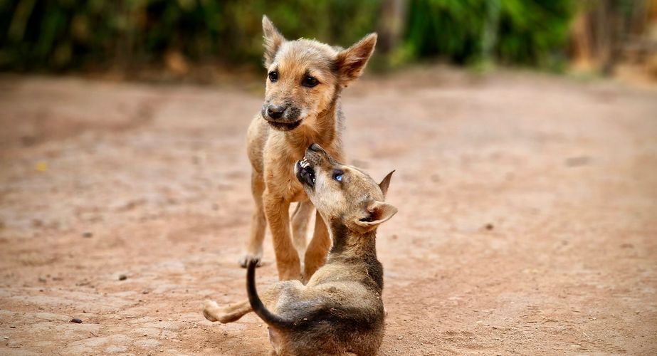 thailand groepsreis 36 thailand groepsreis 36