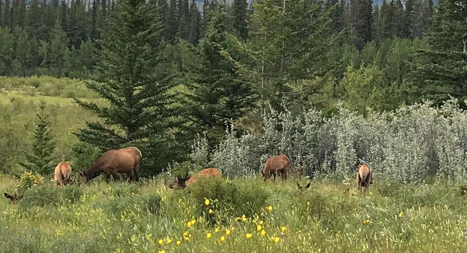 whitefish bozeman 1126 whitefish bozeman 1126