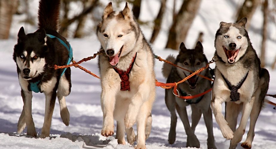 Introductieronde met sledehonden Introductieronde met sledehonden