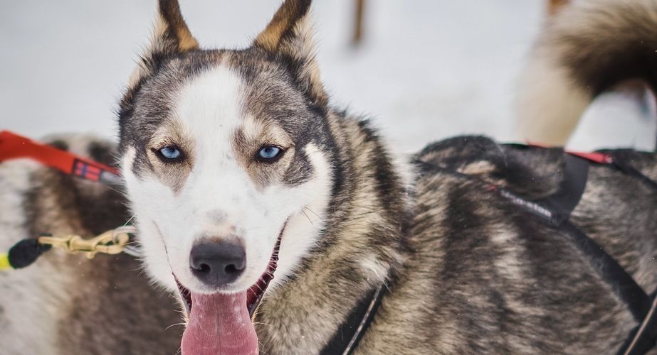 Introductieronde met sledehonden Introductieronde met sledehonden