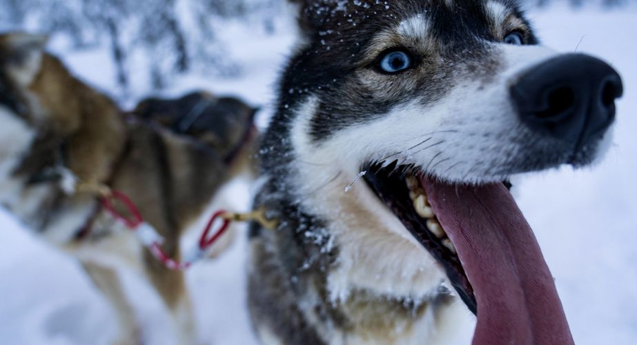 Introductieronde met sledehonden Introductieronde met sledehonden