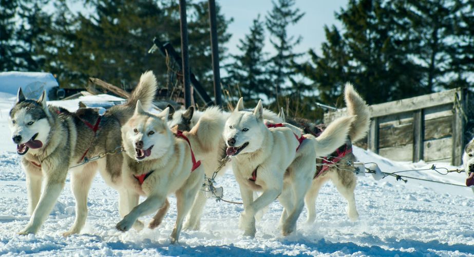 Introductieronde met sledehonden Introductieronde met sledehonden