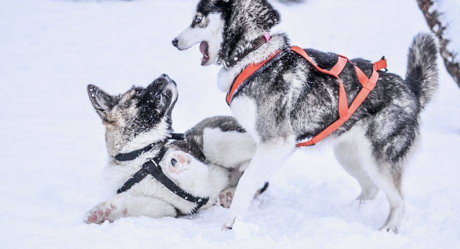 Introductieronde met sledehonden Introductieronde met sledehonden