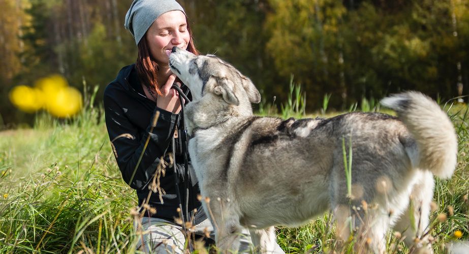 Kennismaking husky's