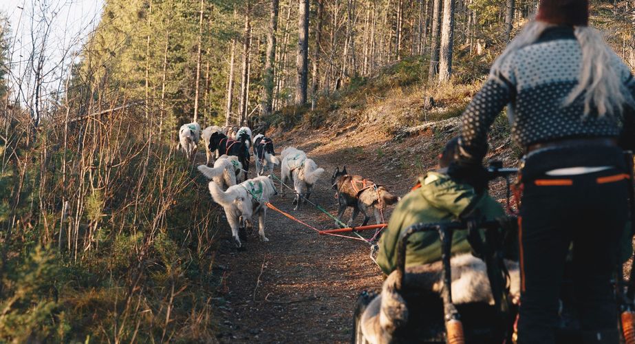 Mushing husky rit
