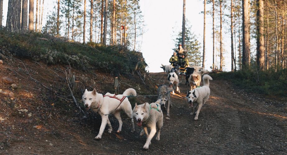 Mushing husky rit