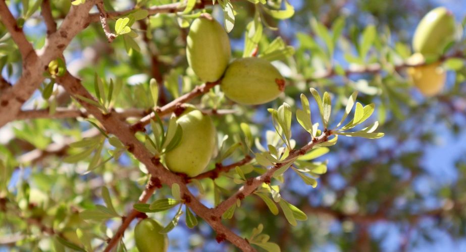 Olijfolie boerderij Olijfolie boerderij