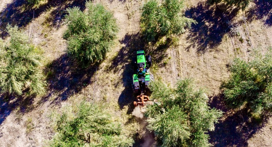 Olive oil farm Olive oil farm