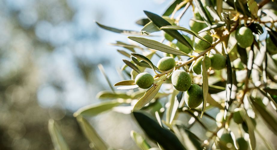 Olive oil farm Olive oil farm
