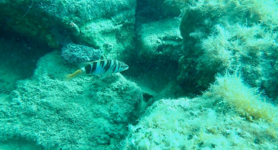 Onderwaterleven Kroatië