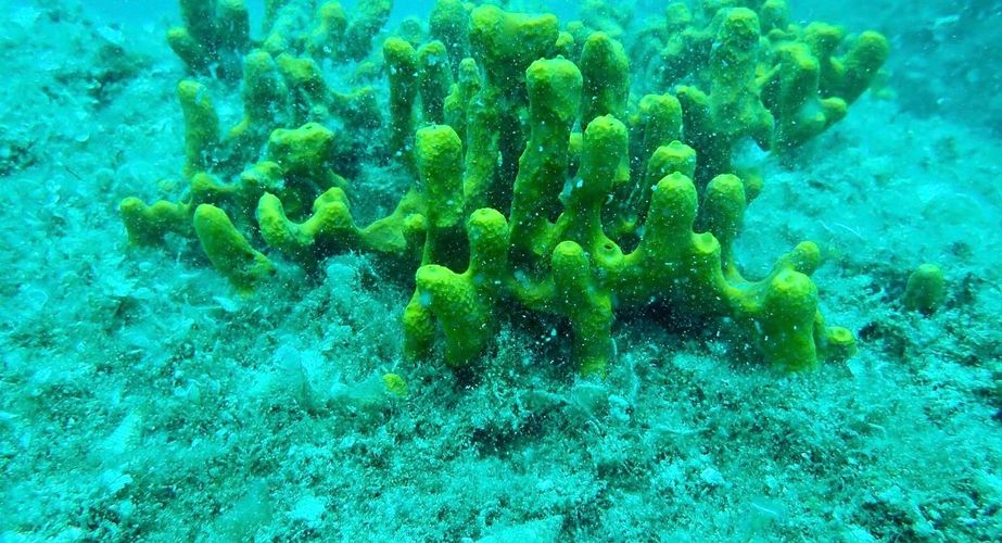 Onderwaterleven Kroatië