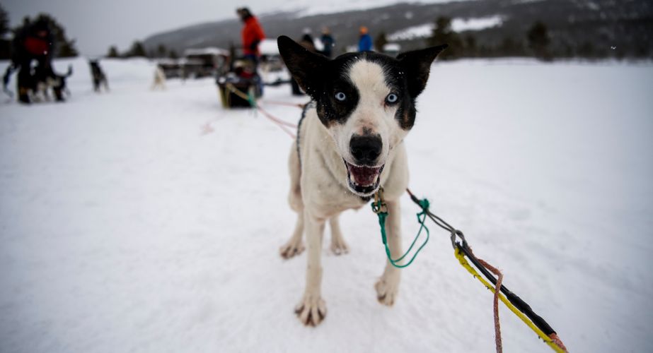 Optionele sledehondentocht