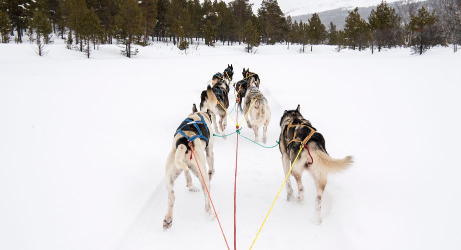 Optionele sledehondentocht