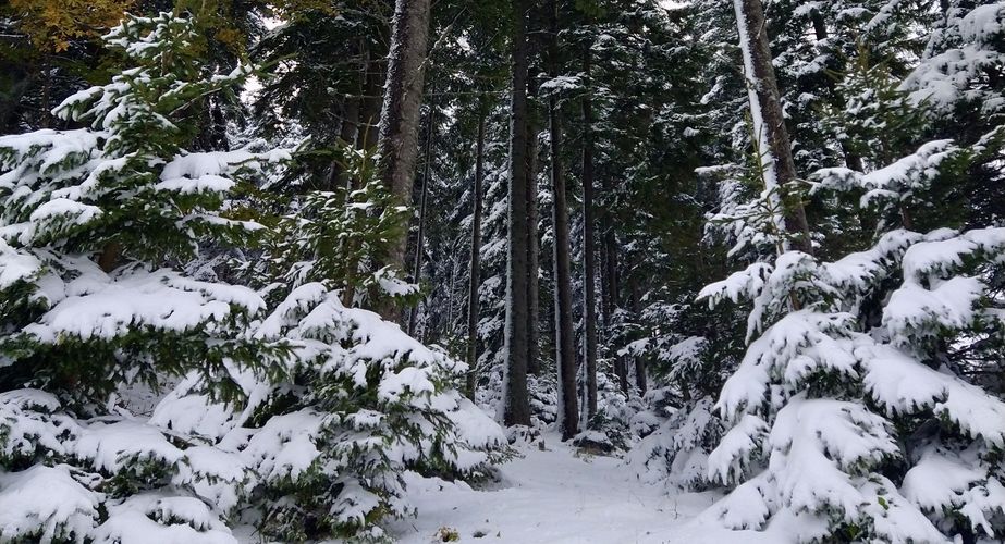 Ski en fun groepsreizen Slovenië Italië Ski en fun groepsreizen Slovenië Italië