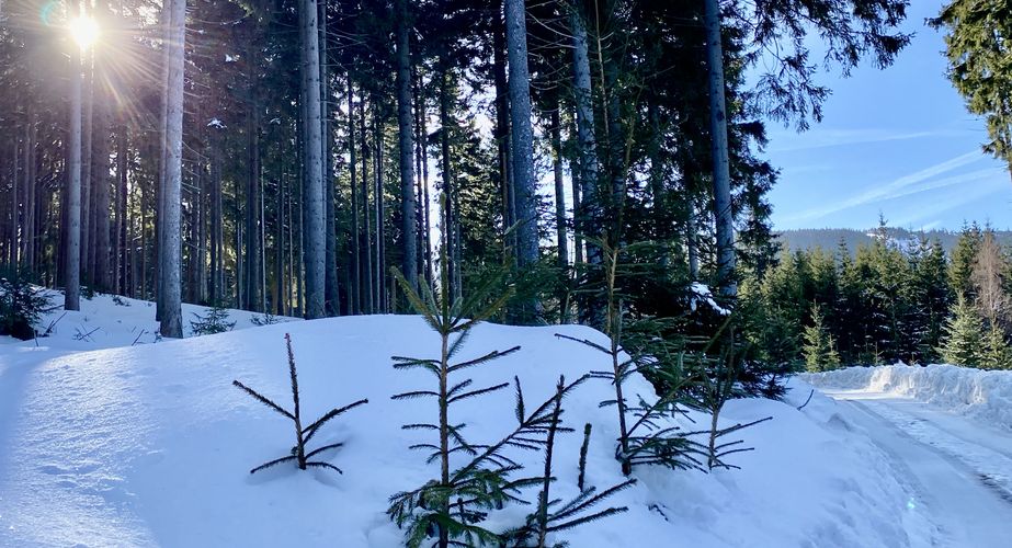 Ski en fun groepsreizen Slovenië Italië Ski en fun groepsreizen Slovenië Italië