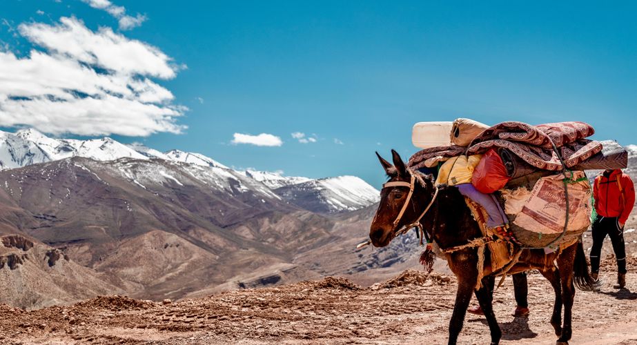 Trektochten met muilezels Trektochten met muilezels
