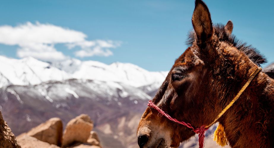Trektochten met muilezels Trektochten met muilezels