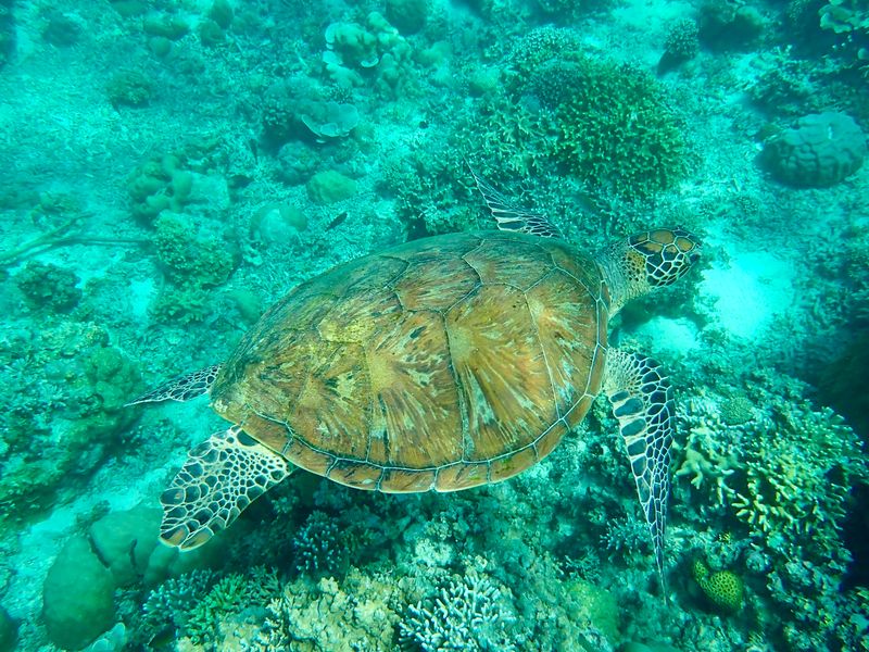 groepsreizen bali snorkelen