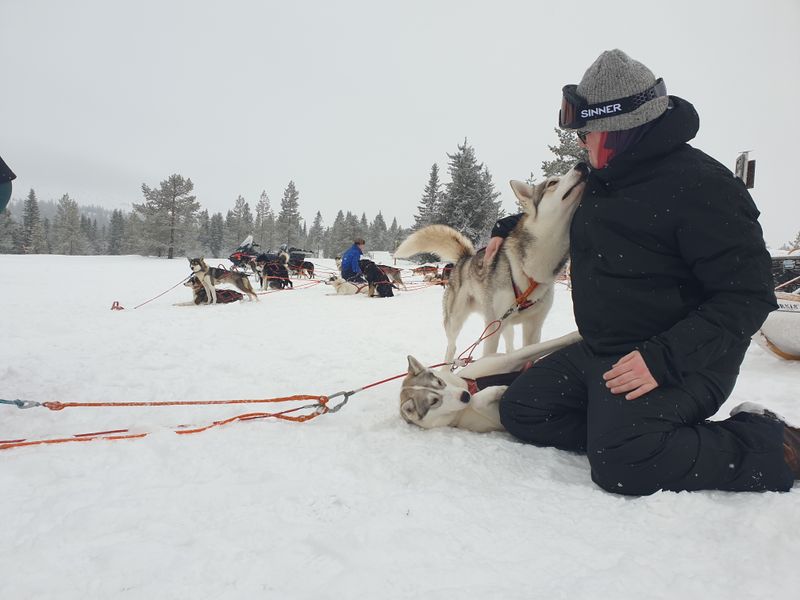 huskytocht zweden winter groepsreis