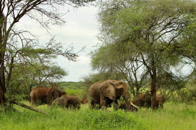 Kleding Tanzania wildlife safari