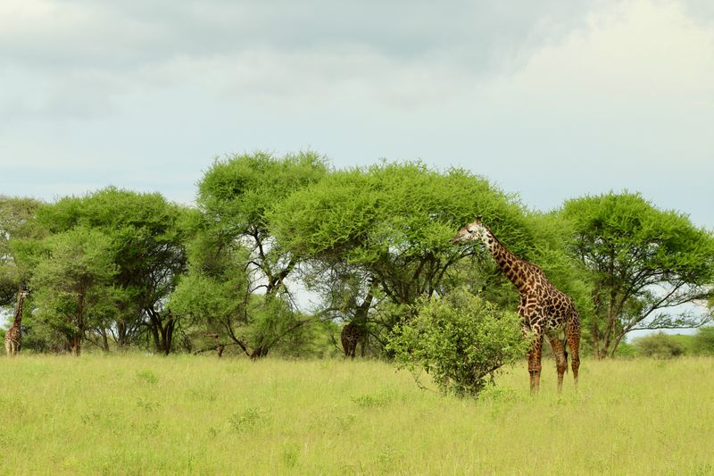 Wildlife safari Tanzania kledingadvies